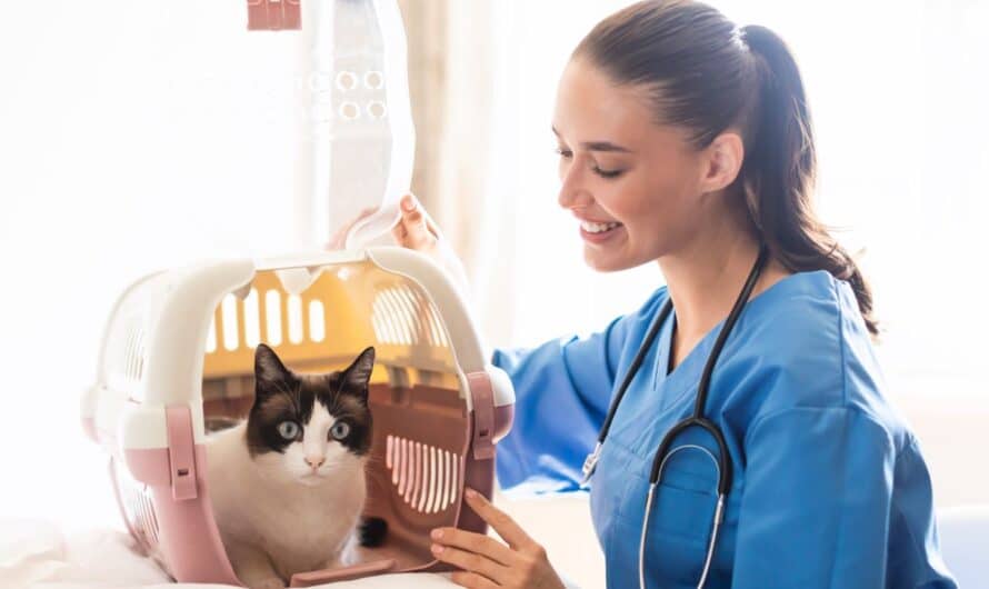 Assurance animaux : pourquoi souscrire pour protéger vos compagnons domestiques