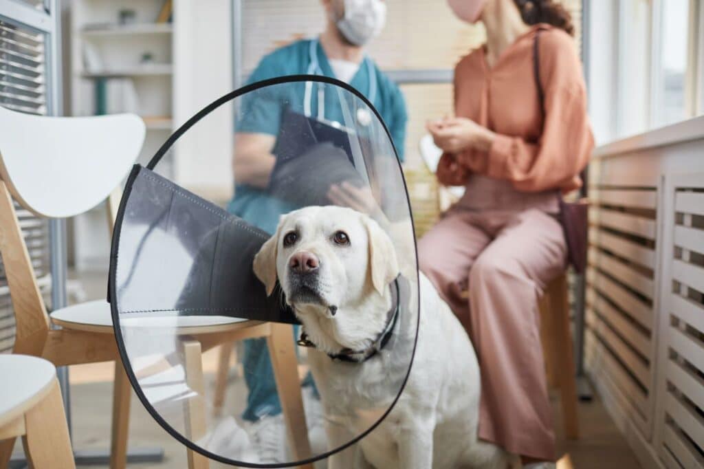 Mutuelle pour animaux