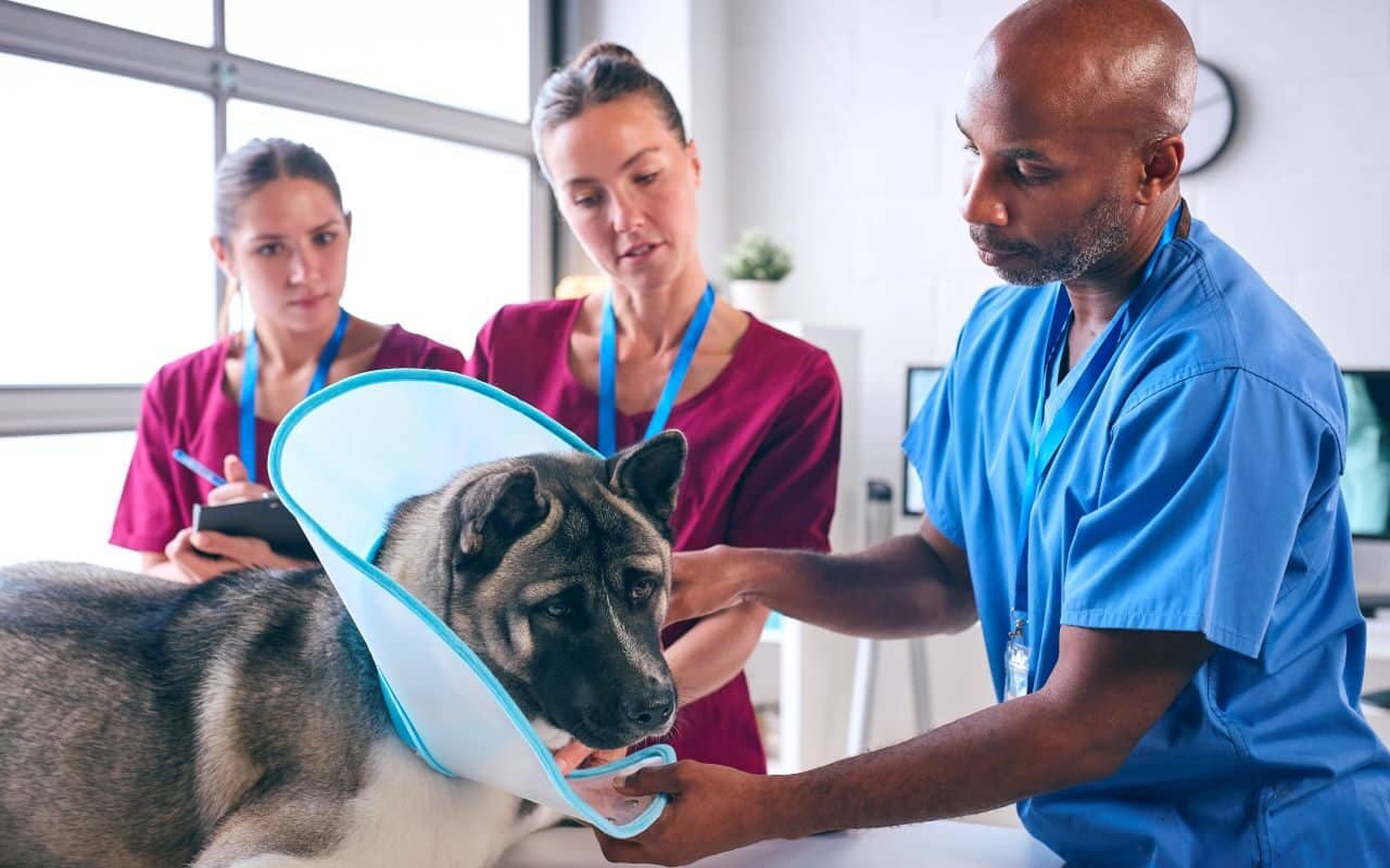 Mutuelle pour animaux