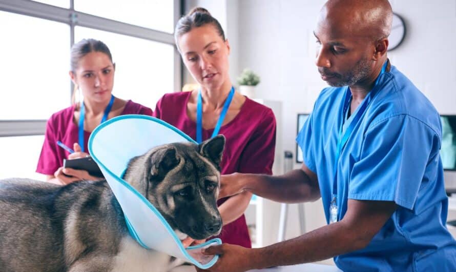 Comment faire des économies sur la santé de votre animal avec une mutuelle adaptée