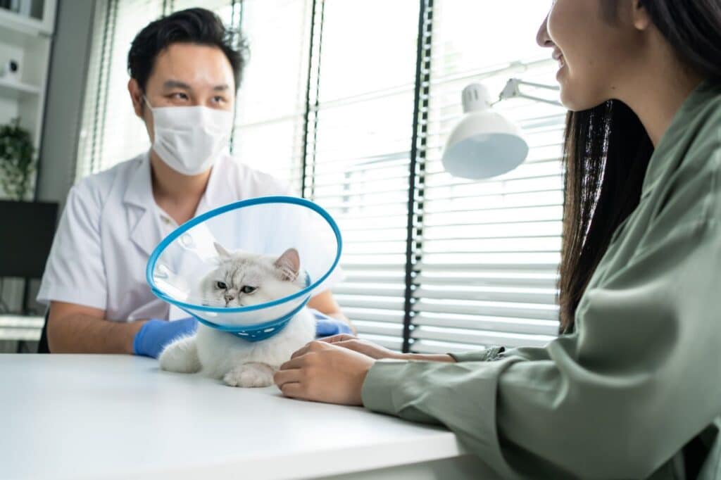 Mutuelle pour animaux