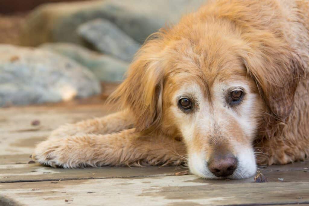 Mutuelle pour animaux âgés