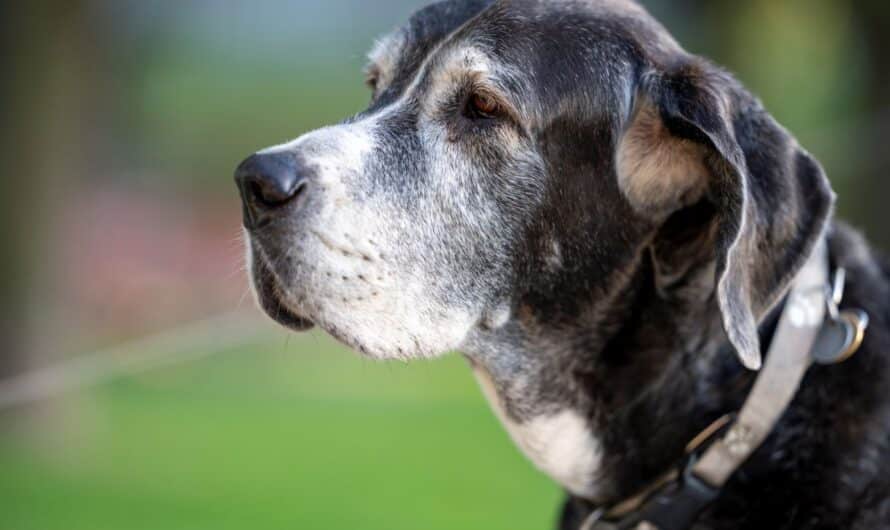 Mutuelle pour animaux âgés : comment adapter la couverture à leurs besoins