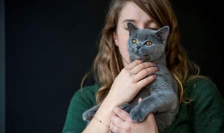 Mutuelle pour chat