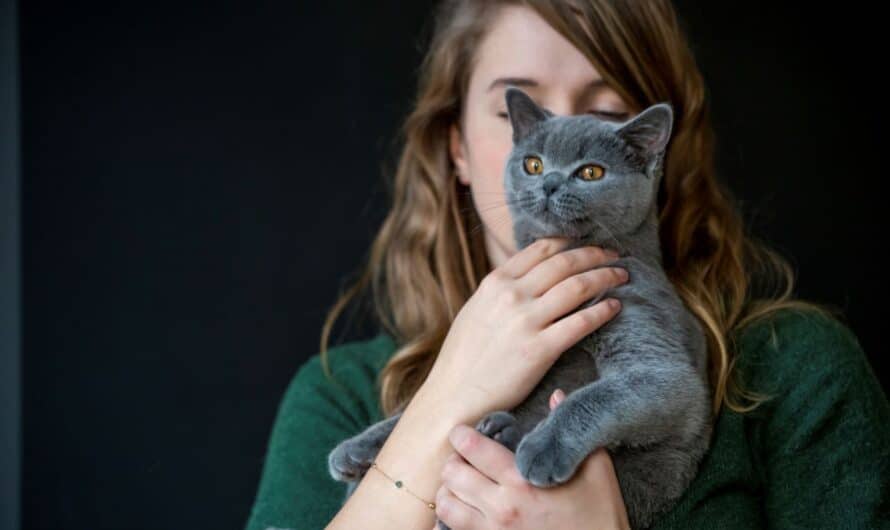 Mutuelle pour chat : comment protéger votre félin contre les imprévus de santé