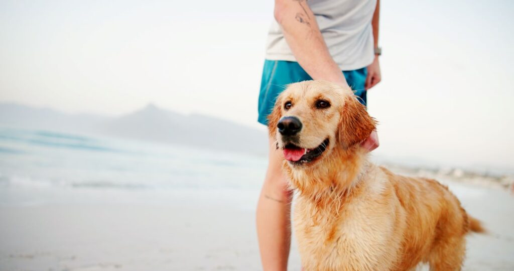Mutuelle pour chien