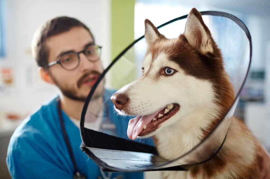 Mutuelles pour animaux 