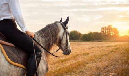 Mutuelles pour chevaux