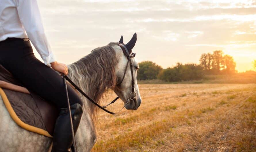 Mutuelles pour chevaux : quelles garanties pour protéger votre équidé ?