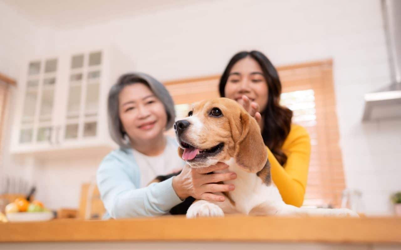 mutuelle pour animaux