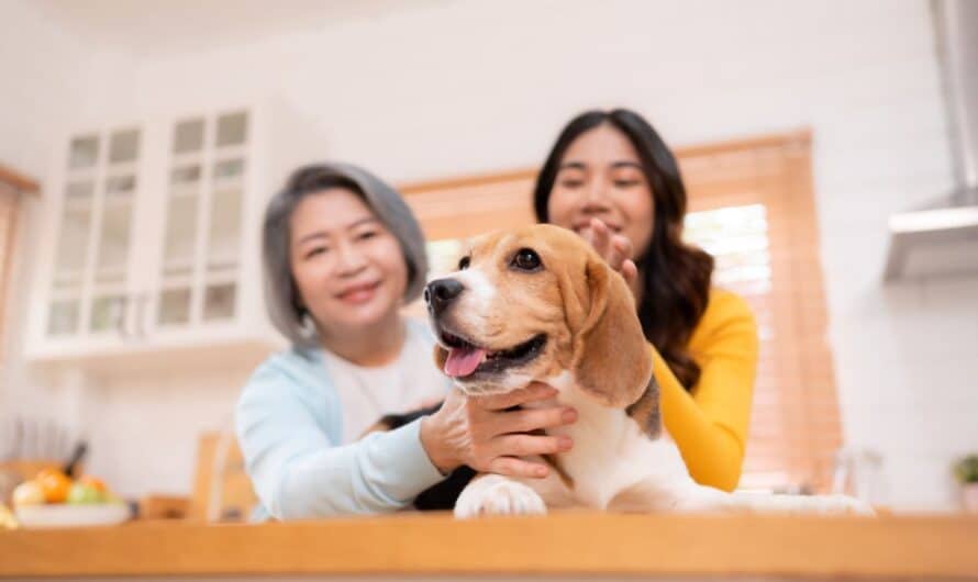 Assurance ou mutuelle pour animaux : quelles différences et que choisir ?