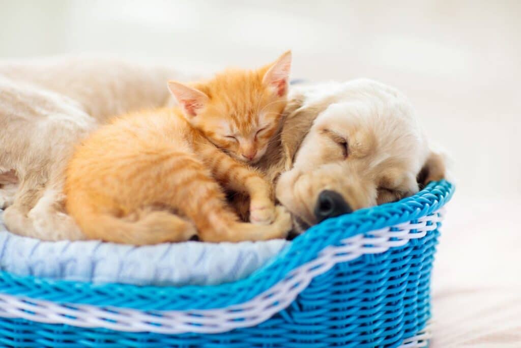 mutuelle pour votre chiot ou chaton