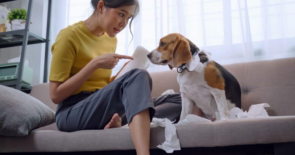 mutuelles pour animaux