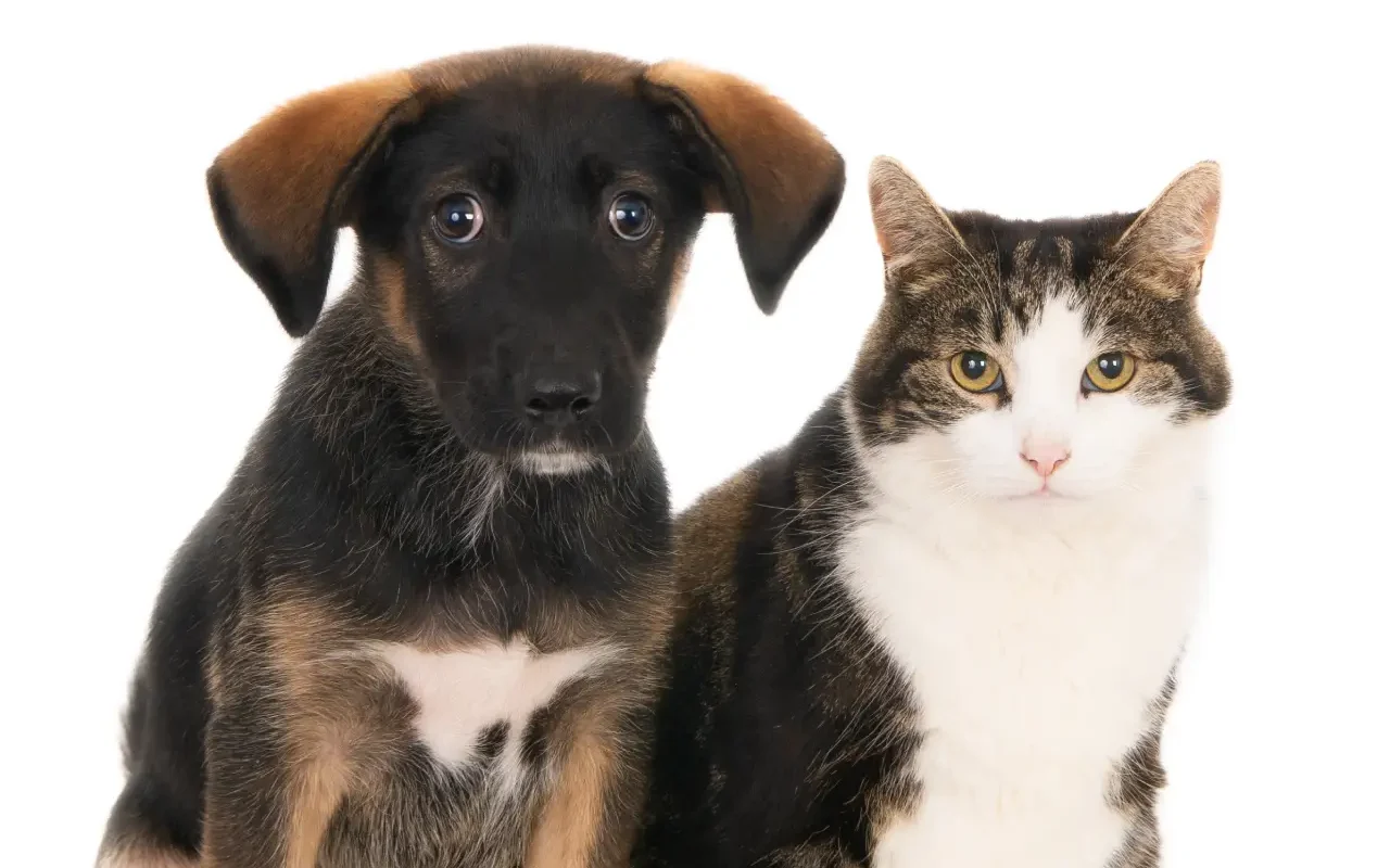 Plan rapproché d'un chien mignon et d'un chat dans un studio