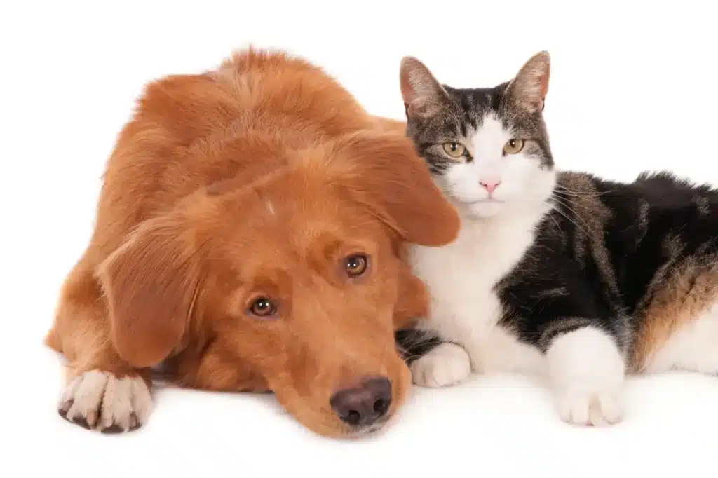 Plan rapproché isolé d'un Duck Tolling Retriever de la Nouvelle-Écosse et d'un chat Calico en train de se câliner